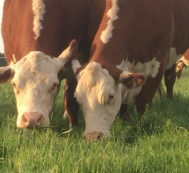 Weidefleisch Rindfleisch Humusaufbau