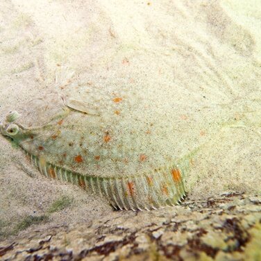 Fotoausstellung „Ostsee – Im Netz und unter Wasser“ auf dem Traditionsschiff
