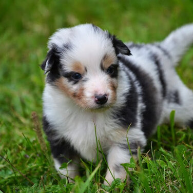 Die Urlaubszeit startet – Denken Sie frühzeitig an Betreuungsmöglichkeiten für Ihre Haustiere.