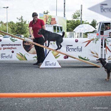 Reisen mit dem Hund - Die wichtigsten Tipps für die Fahrt in den Urlaub