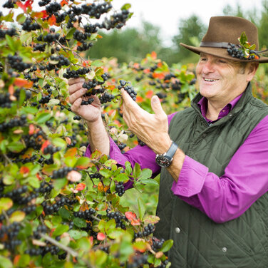 Aroniafest am Elberadweg in Coswig bietet in diesem Jahr viel Neues