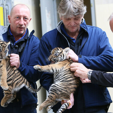 Zweifacher Tigernachwuchs im Königlichen Burgers' Zoo: Zwillinge haben erste medizinische Kontrolle bekommen