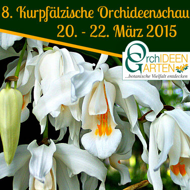 8. Kurpfälzische Orchideenschau in Mannheim präsentiert die Schneekönigin aus dem Orchideengarten