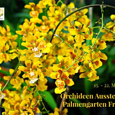 Eine Kaskade von lebenden Kofetti auf der Orchideen Ausstellung im Palmengarten Frankfurt