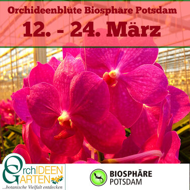 Mit Orchideen den Frühling einläuten in der Biosphäre Potsdam