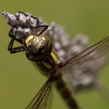 Fotowettbewerb WILD PICTURES: Sieger erwarten tolle Preise