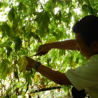 Kyocera pflanzt „Green Curtains“ zur Reduzierung von CO2 und Energieverbrauch