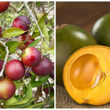 Neue Superfoods: Camu-Camu und Lucuma