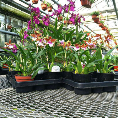 Tag der Deutschen Einheit mit Orchideen auf dem Grenzzaun