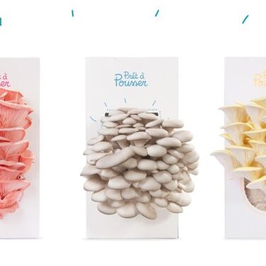 Es sprießt unterm Tannenbaum: Prêt à Pousser liefert pünktlich zum Fest farbige Bio-Pilze zum Selbstziehen