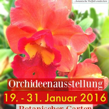 Faszination Orchideen im Botanischen Garten Potsdam mit aussergewöhnlicher Lycaste aus dem Orchideengarten Karge