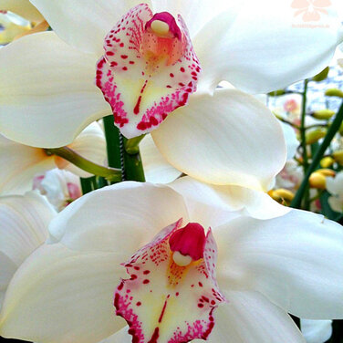 Orchideenschau in Bern vom 18. - 21. Februar 2016 mit Orchideen, die schon Konfuzius kannte