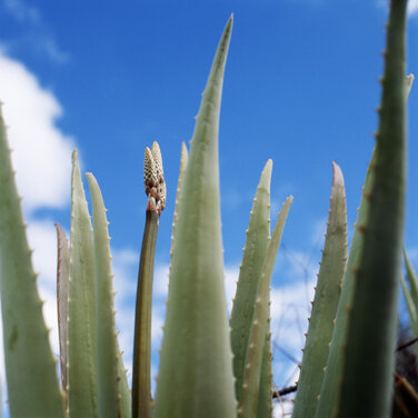 Wellness in reinster Form - Auf Gran Canaria relaxt man mit Aloe Vera