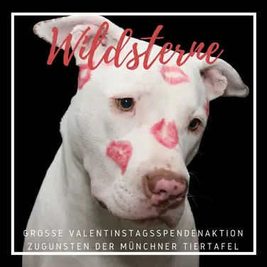 Futter statt Rosen - Wildsterne spendet an Münchner Tiertafel