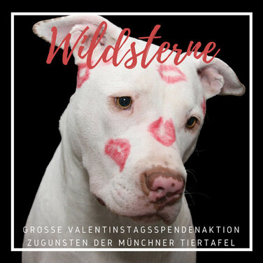 Futter statt Rosen - Wildsterne spendet an Münchner Tiertafel