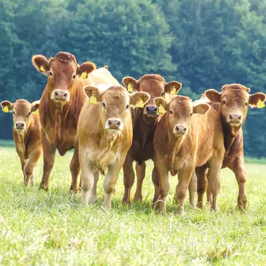 Tierschutz in der Massentierhaltung