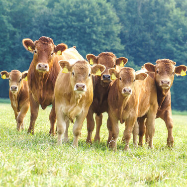 Tierschutz in der Massentierhaltung