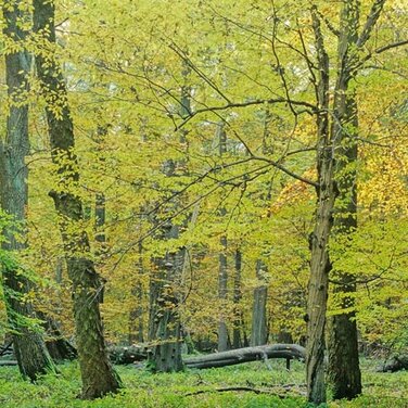 Waldbaden geht auch im Herbst – Mitten in Deutschland die eigene Mitte finden