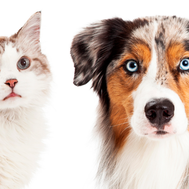 Hilfe für Hund und Katze bei Durchfall und Arthrose