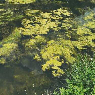 Deutsche Gewässer in schlechtem Zustand - NaturSinn fordert Dialog mit der Landespolitik