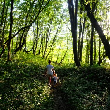 Investitionsprogramm Wald des BMEL: DekaData Software-Kunden erhalten volle Fördersumme