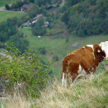 Bauwerk Talk – 10: KUH IM GLÜCK? Verbot der Anbindehaltung und die Folgen für den Schwarzwald