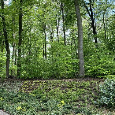 Lichtung umgeben von Bäume 