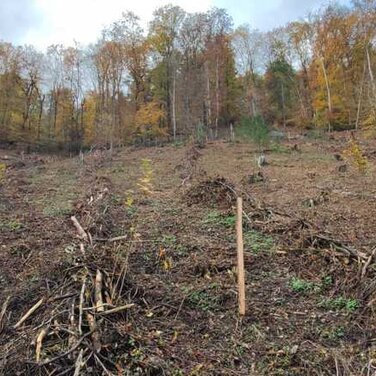 Wiederaufforstung im Feisternachttal