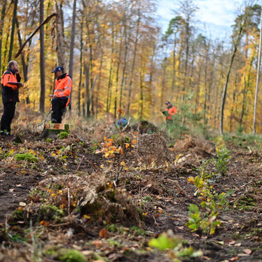An den ausgewählten Pflanzstellen werden die Setzlinge von Mitarbeitern der Kommunal- und Landesforste ausgebracht. Jeder Baum, der gespendet wird über Planet Tree, wird auch gepflanzt.