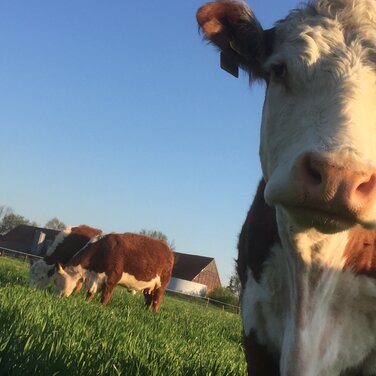 Weidefleisch Rindfleisch Humusaufbau