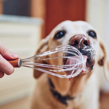 Petfluencer Marketing