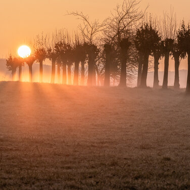 Sonnenaufgang über einer Baumreihe