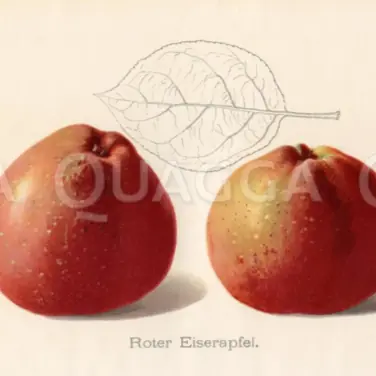 Roter Eiserapfel (Quagga Media UG).