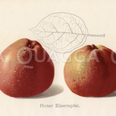 Roter Eiserapfel (Quagga Media UG).