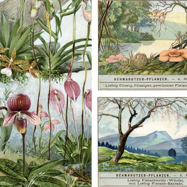 Bäume als Lebensraum: Orchideen-Arten und Schmarotzerpflanze.n