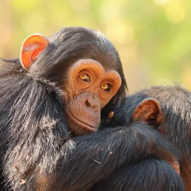  Schimpansen im Chimfunshi Wildlife Orphanage Trust Sambia