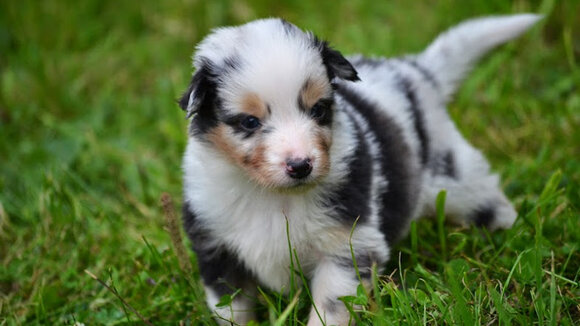 Die Urlaubszeit startet – Denken Sie frühzeitig an Betreuungsmöglichkeiten für Ihre Haustiere.