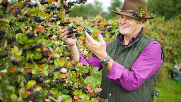 Aroniafest am Elberadweg in Coswig bietet in diesem Jahr viel Neues