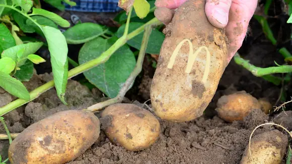 Mit McDonald’s Ehmann dem Geheimnis perfekter Pommes auf der Spur