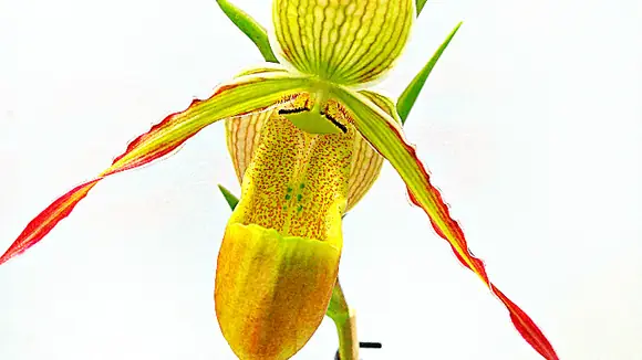 Barfuss oder Lackschuh ist keine Frage bei der Internationalen Orchideenwelt 2015