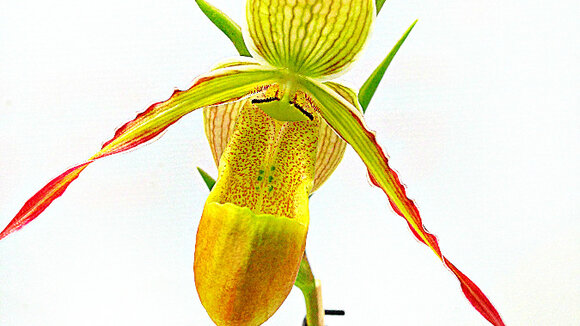 Barfuss oder Lackschuh ist keine Frage bei der Internationalen Orchideenwelt 2015