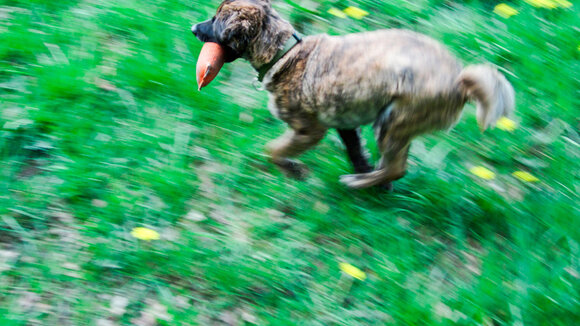 Beißunfälle mit Kindern vermeiden: Hundeschule erweitert Angebot