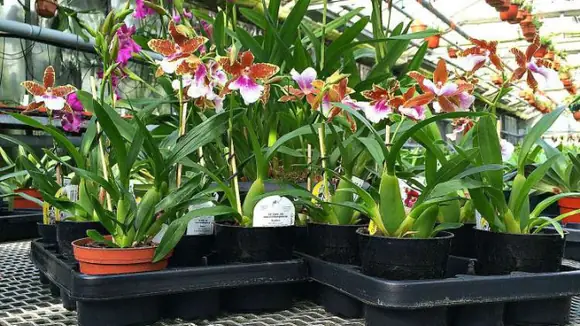 Tag der Deutschen Einheit mit Orchideen auf dem Grenzzaun