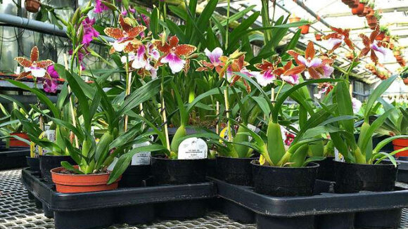 Tag der Deutschen Einheit mit Orchideen auf dem Grenzzaun