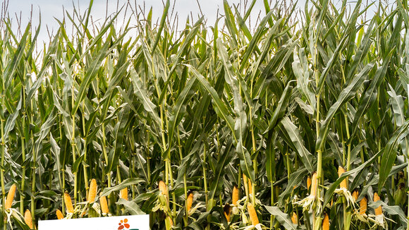 ES Metronom besetzt als mittelfrühe Dreifachnutzungssorte das Kernsegment im deutschen Maisanbau