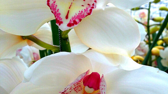 Orchideenschau in Bern vom 18. - 21. Februar 2016 mit Orchideen, die schon Konfuzius kannte