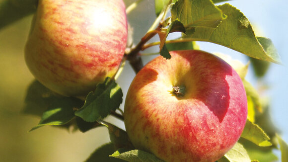 Start ins Apfeljahr: Äpfel aus veganem Friedfertigen Landbau bei Lebe Gesund