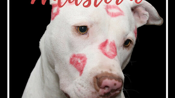 Futter statt Rosen - Wildsterne spendet an Münchner Tiertafel