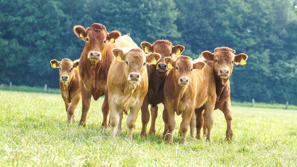 Tierschutz in der Massentierhaltung