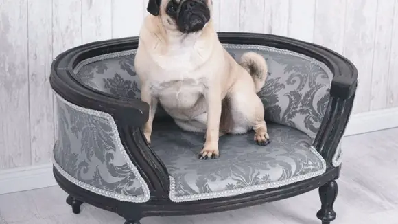 Nur das Beste für den Hund - Gesunde und luxuriöse Hundebetten voll im Trend